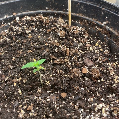 Banana Cake growlog photo: Day 12 3rd day of veg