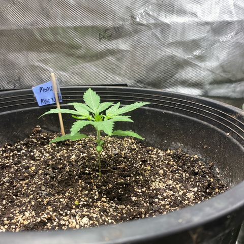 Monica growlog photo: Week 3 