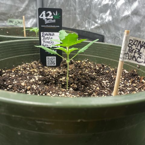 Banana Purple Punch Auto growlog photo: Week 3