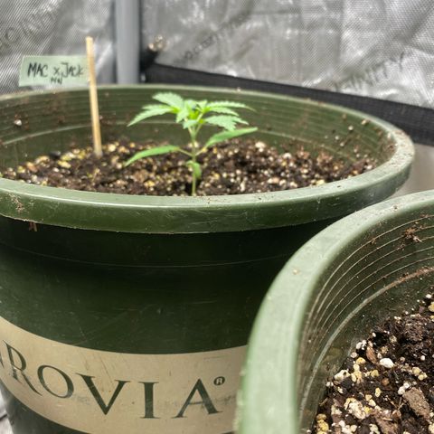 Nana  growlog photo: Week 3