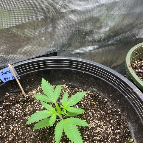 Monica growlog timeline photo