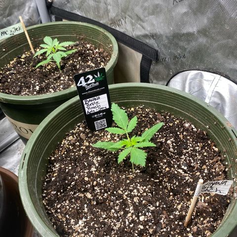 Banana Purple Punch Auto growlog timeline photo
