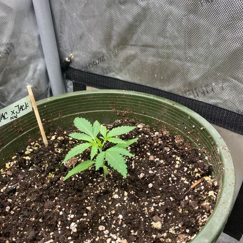 Nana  growlog photo: Week 3