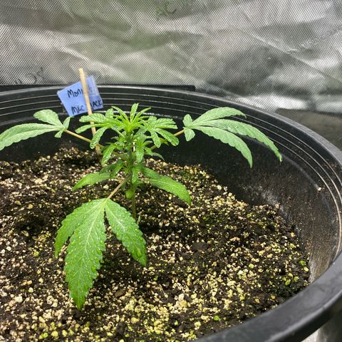 Monica growlog photo: Week 3