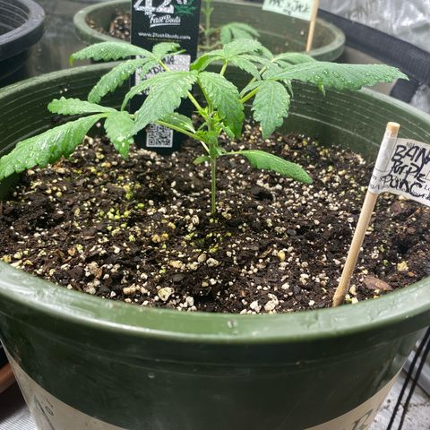 Banana Purple Punch Auto growlog photo: Week 3 