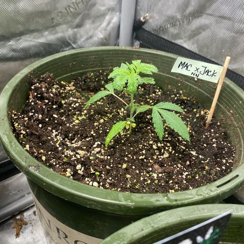 Nana  growlog photo: Week 3