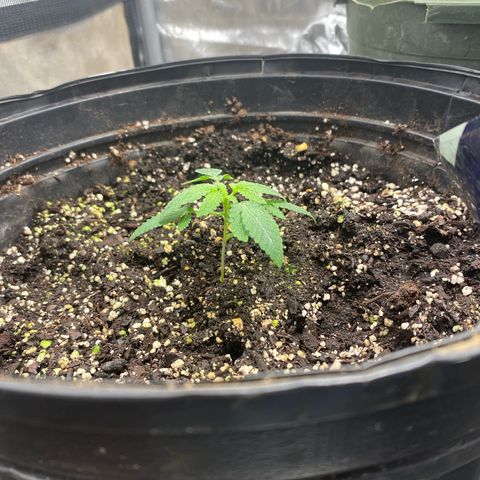 Banana Cake growlog photo: Week 3 