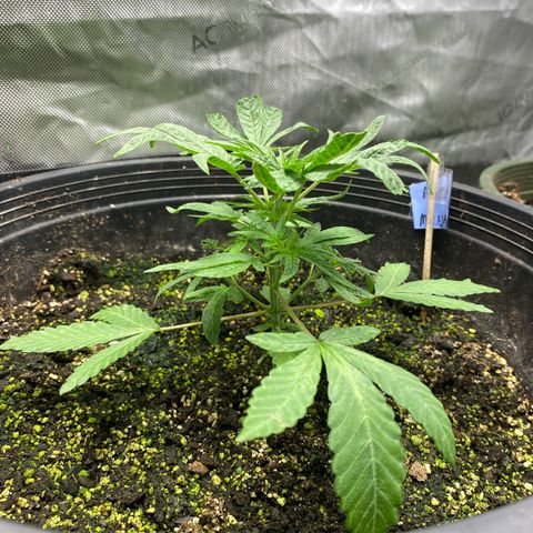 Monica growlog photo: Week 4