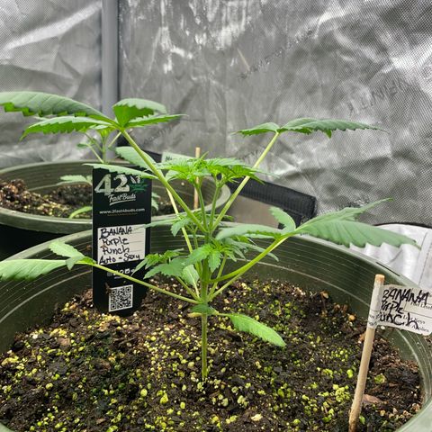 Banana Purple Punch Auto growlog photo: Week 4