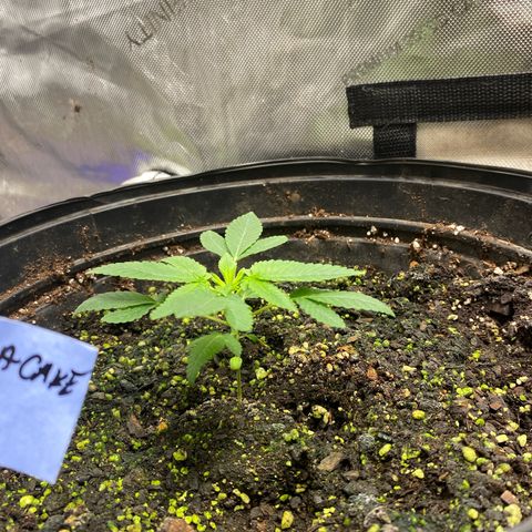 Banana Cake growlog photo: Week 4