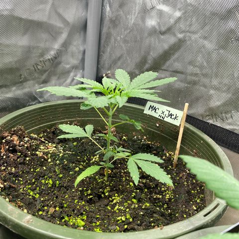 Nana  growlog photo: Week 4