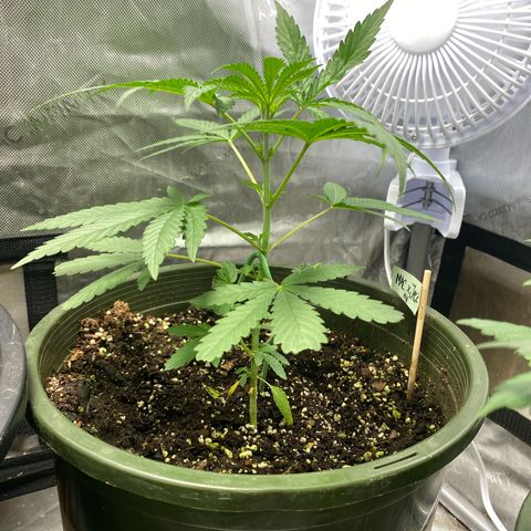 Nana  growlog timeline photo