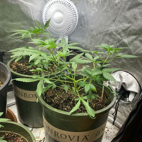 Banana Purple Punch Auto growlog timeline photo