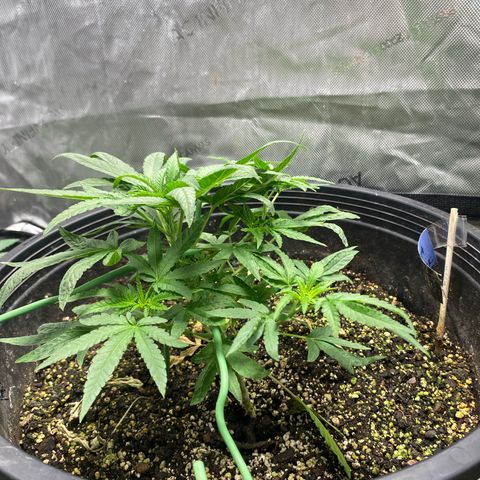 Monica growlog timeline photo