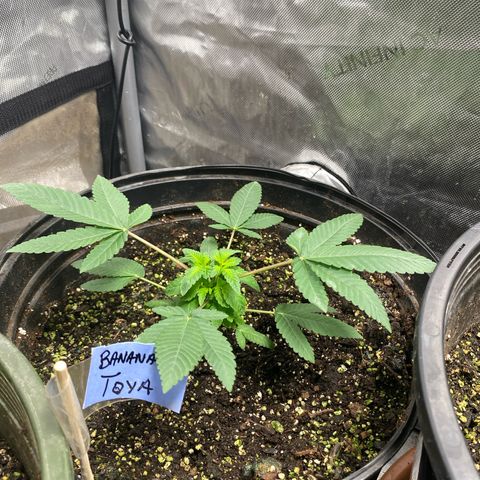 Banana Cake growlog timeline photo