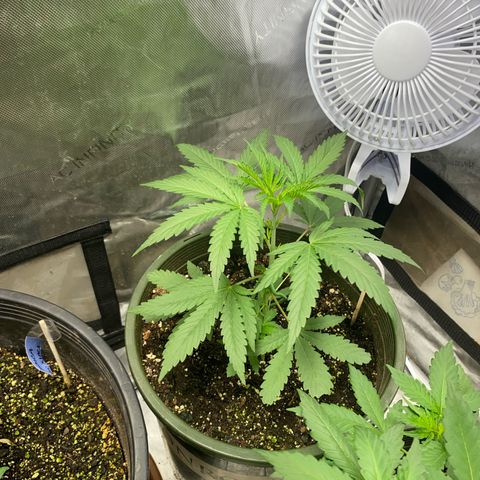 Nana  growlog timeline photo
