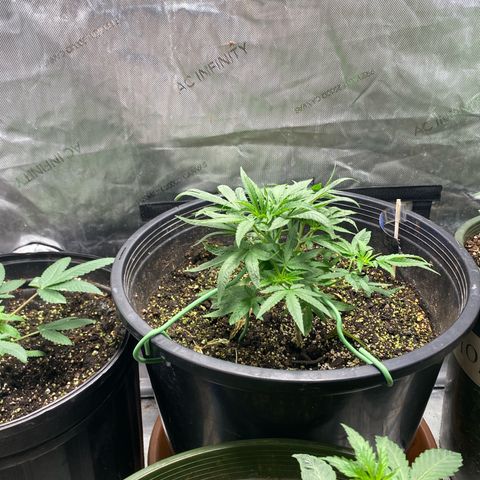 Monica growlog timeline photo