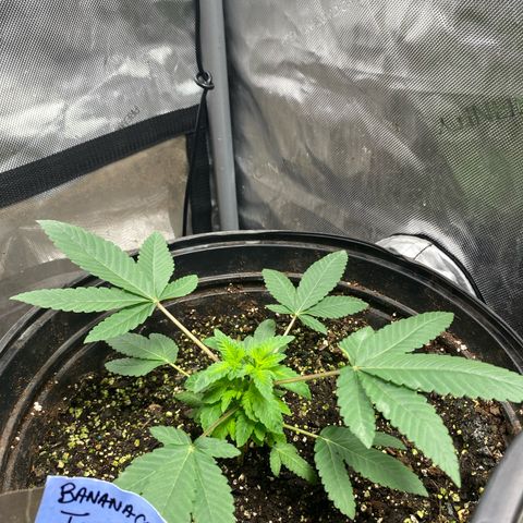 Banana Cake growlog timeline photo