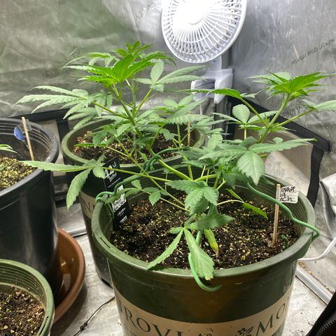 Banana Purple Punch Auto growlog timeline photo