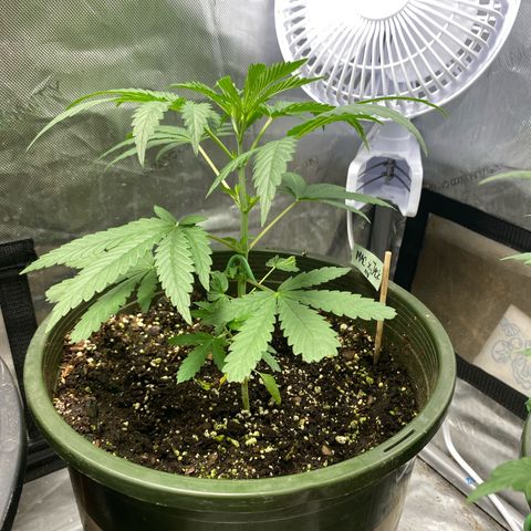 Nana  growlog timeline photo