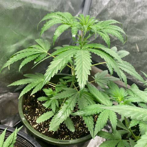 Nana  growlog photo: Week 6