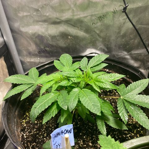 Banana Cake growlog timeline photo