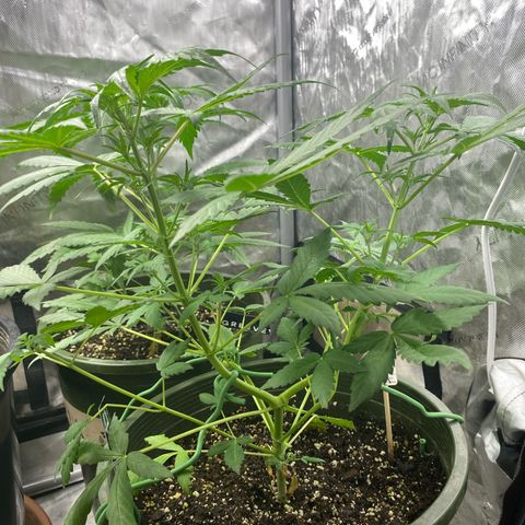 Banana Purple Punch Auto growlog timeline photo