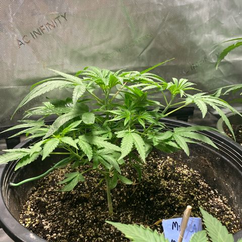 Monica growlog timeline photo