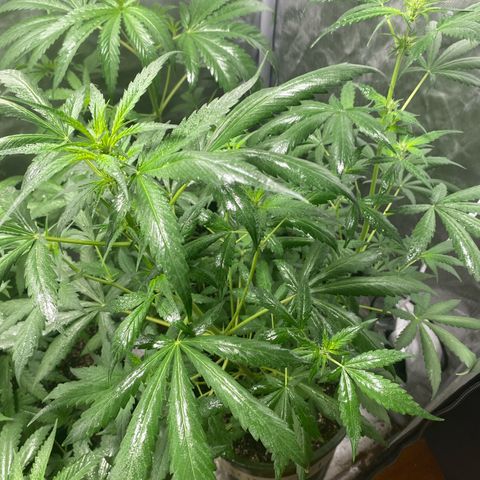 Banana Purple Punch Auto growlog photo: Pre flower week 7