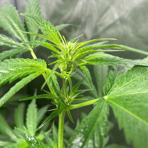 Banana Purple Punch Auto growlog timeline photo