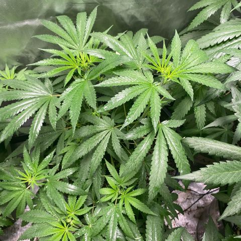 Monica growlog timeline photo