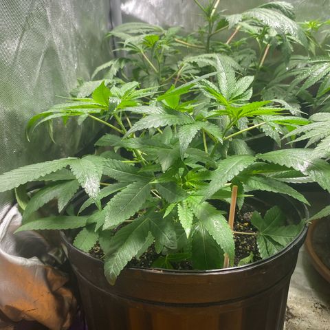 Banana Cake growlog timeline photo