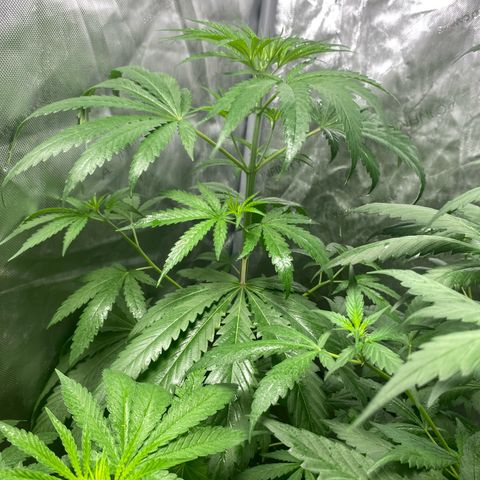 Nana  growlog timeline photo