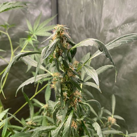 Banana Purple Punch Auto growlog timeline photo