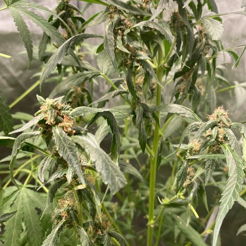 Banana Purple Punch Auto growlog timeline photo