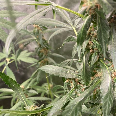 Banana Purple Punch Auto growlog timeline photo
