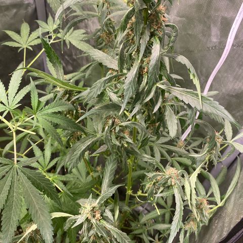 Banana Purple Punch Auto growlog timeline photo