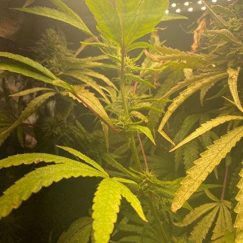 Nana  growlog timeline photo