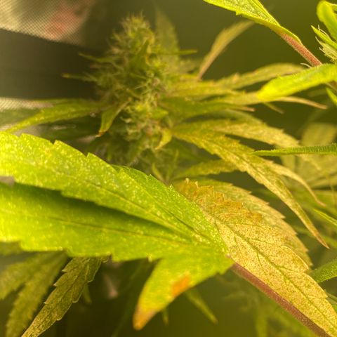 Nana  growlog timeline photo