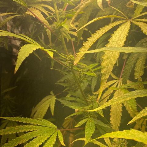 Nana  growlog timeline photo