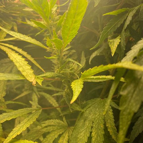 Monica growlog timeline photo