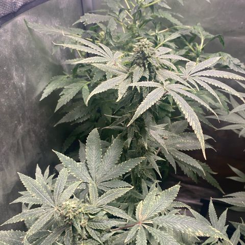 Banana Cake growlog timeline photo
