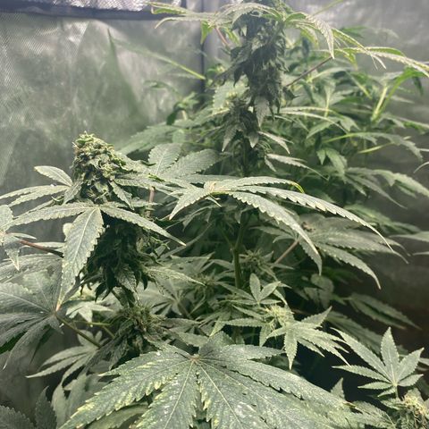 Banana Cake growlog timeline photo