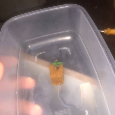 Haze  growlog timeline photo