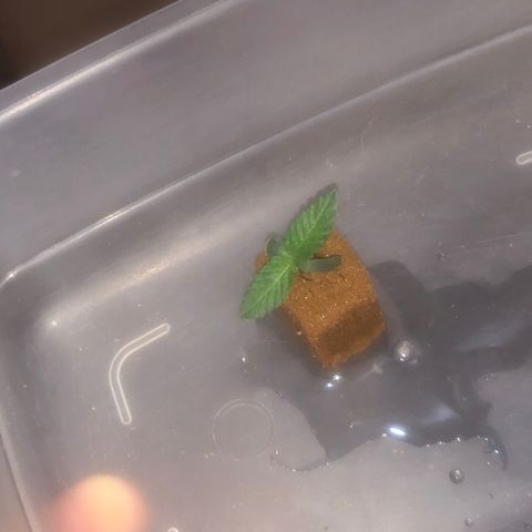 Haze  growlog timeline photo