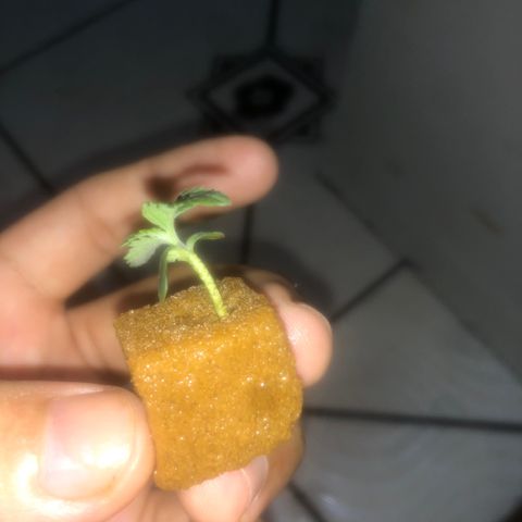 Haze  growlog timeline photo