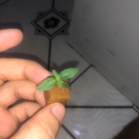 Haze  growlog timeline photo