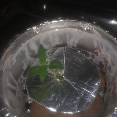 Haze  growlog timeline photo