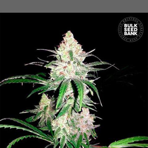 Haze  growlog timeline photo