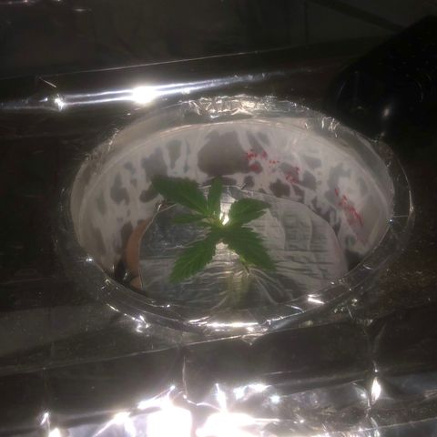 Haze  growlog timeline photo